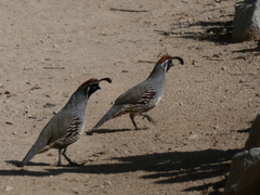 Callipepla gambelii