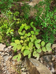Weigela praecox