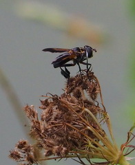 Trichopoda pictipennis