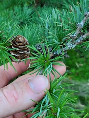 Larix laricina