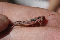 Melanoplus rileyanus