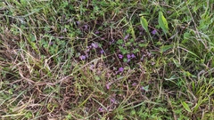 Agalinis decemloba
