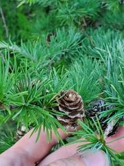 Larix laricina