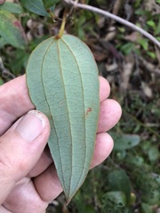 Smilax glyciphylla