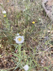 Polycalymma stuartii