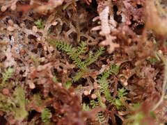Douinia ovata