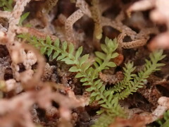 Douinia ovata