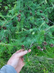 Larix laricina