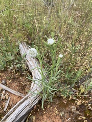 Polycalymma stuartii