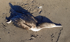 Leucocarbo bougainvillii