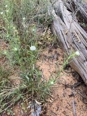 Polycalymma stuartii