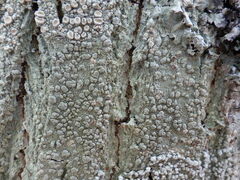 Pertusaria pustulata