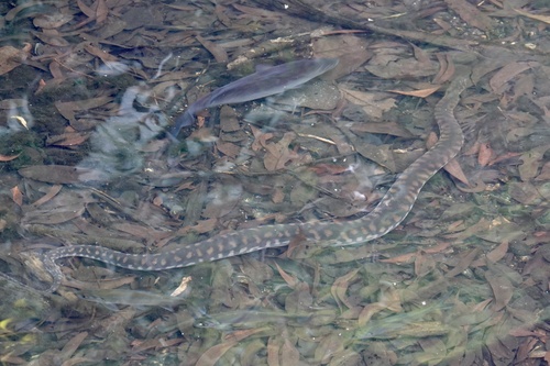 Photo of a Filesnake (Acrochordus arafurae)