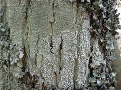 Pertusaria pustulata