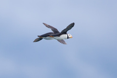 Fratercula corniculata