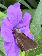 Asbolis capucinus