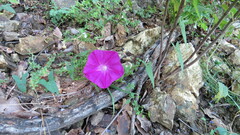 Ipomoea elongata