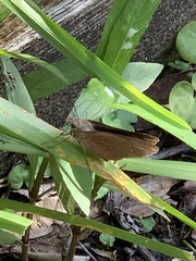 Asbolis capucinus