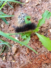 Hypercompe scribonia