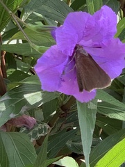Asbolis capucinus