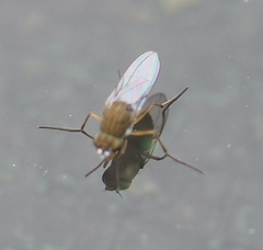 Ephydridae