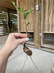 Smilax