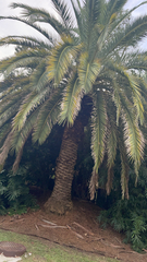Phoenix canariensis