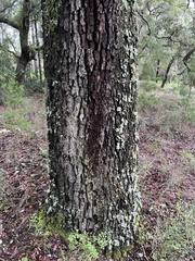 Quercus geminata