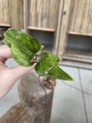 Smilax