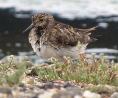 Calidris minutilla