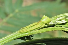 Sidymella rubrosignata