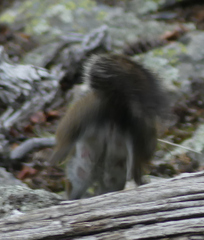 Tamiasciurus fremonti