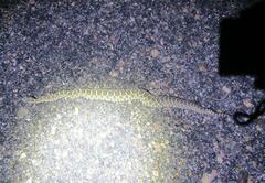 Sistrurus tergeminus