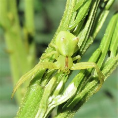 Sidymella rubrosignata