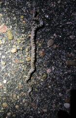 Arizona elegans elegans