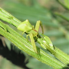 Sidymella rubrosignata