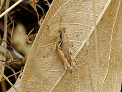 Melanoplus cinereus