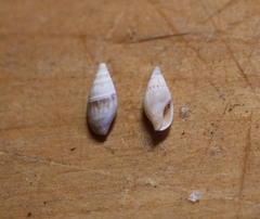 Columbellidae