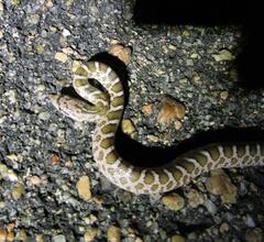 Arizona elegans elegans