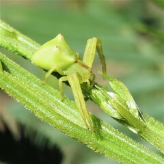 Sidymella rubrosignata
