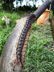 Scolopendra gigantea