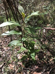 Astrotricha latifolia