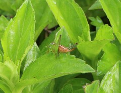 Conocephalus signatus