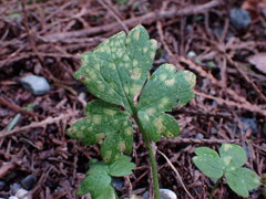 Peronosporaceae