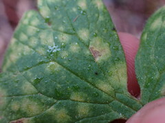 Peronosporaceae