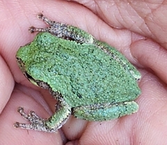 Hyla versicolor