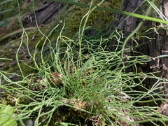 Equisetum scirpoides