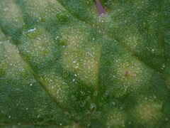 Peronosporaceae