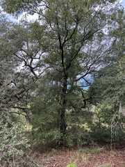 Quercus laurifolia