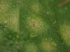 Peronosporaceae